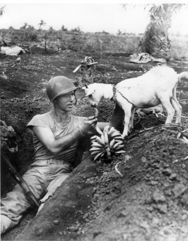 Войник споделя бананите си с козичка. Битката за Сайпан, 1944 г.