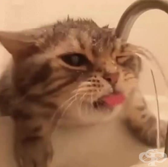 А понякога всъщност обичат и вода…