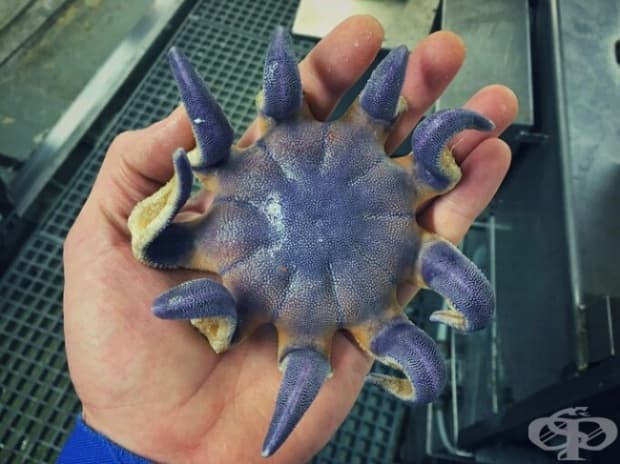 Жива морска звезда. Невероятен цвят! Баренцово море.