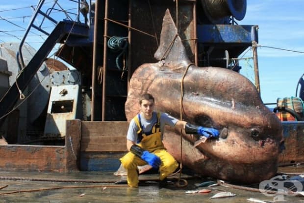 Просто една риба луна… и един моряк. Снимката е направена в Мароко.