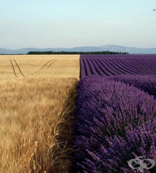 Пшеница и лавандула
