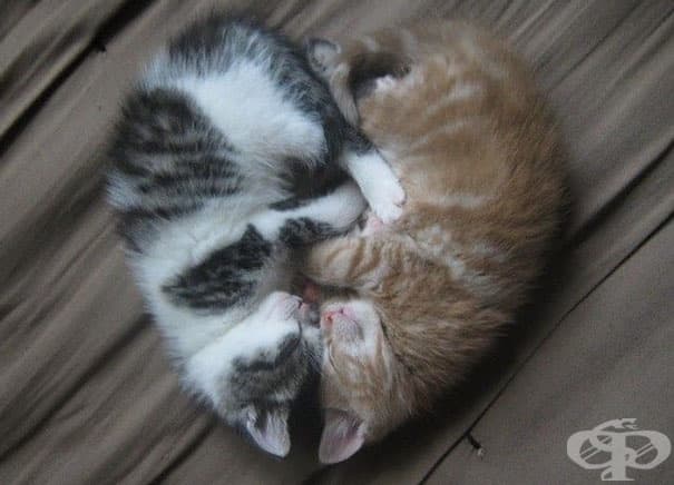 Котешка любовна симетрия