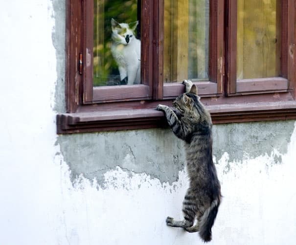 Ромео и Коткиета