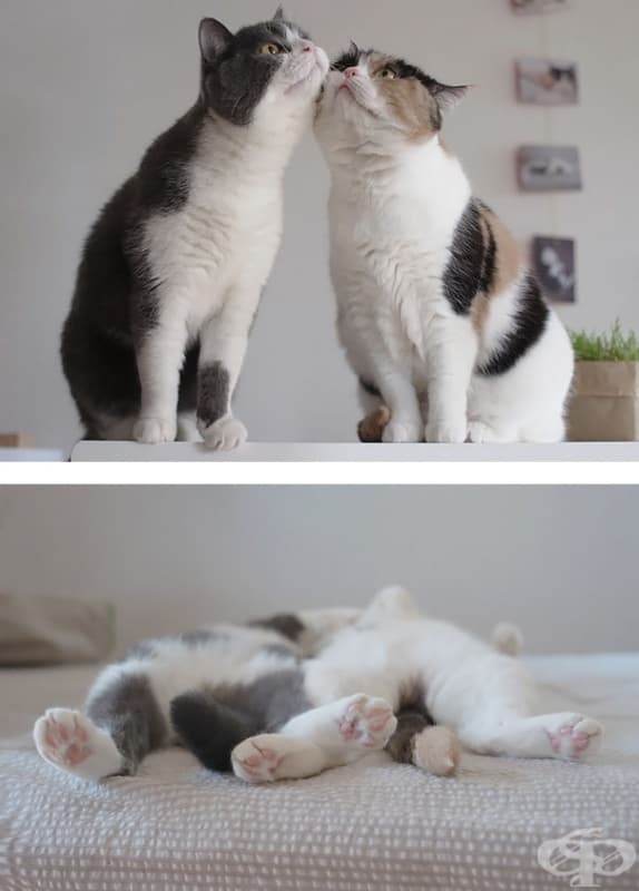 Котешка любов