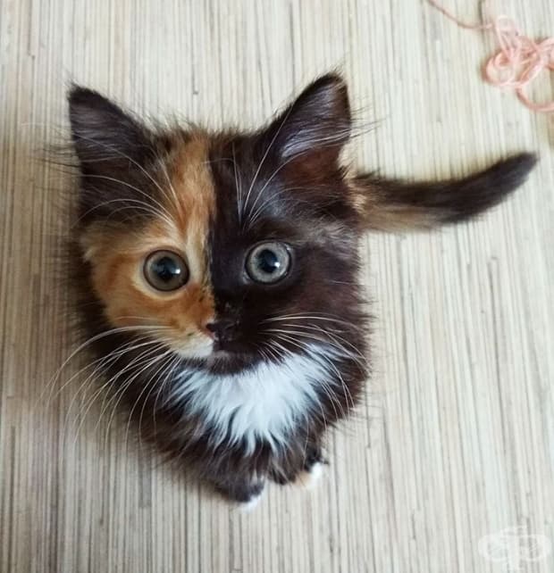 Запознайте се с Яна, котето с две лицa