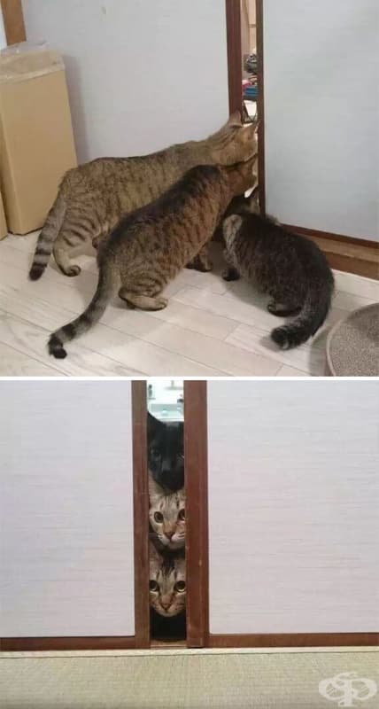 Котки, които за първи път виждат прахосмукачка