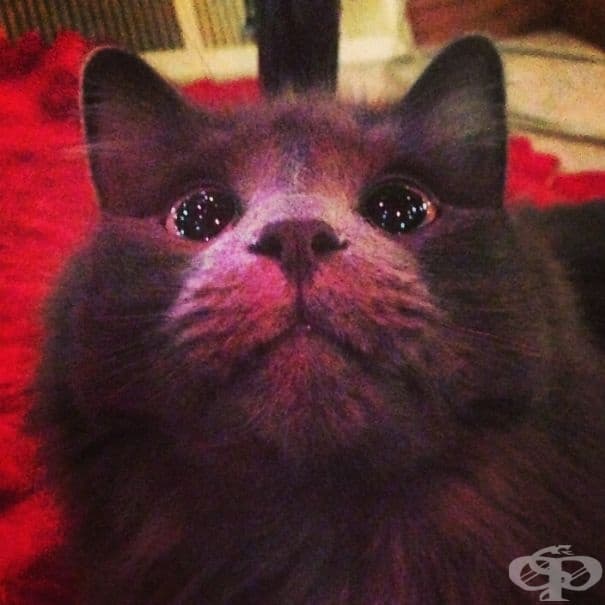 Котка, която вижда коледно дръвче за първи път