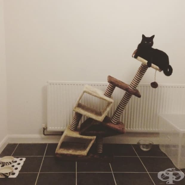 Напоследък котката ми е понапълняла.