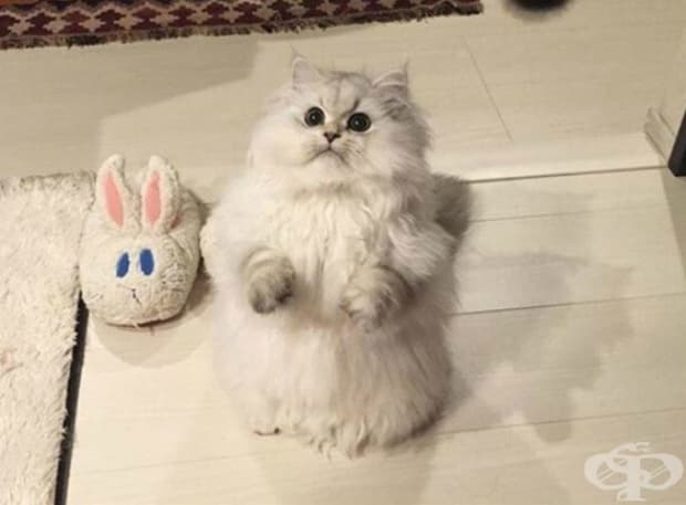 Мисля, че котката ми не хареса новите ми чехли.