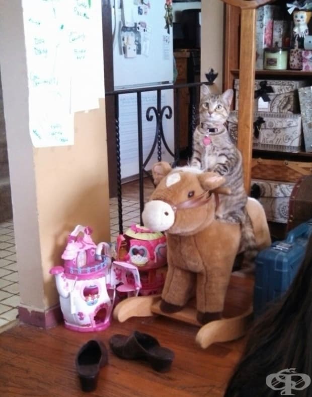 Котката ми видя, че децата си играят на него и сега мяука, докато не я залюлееш.