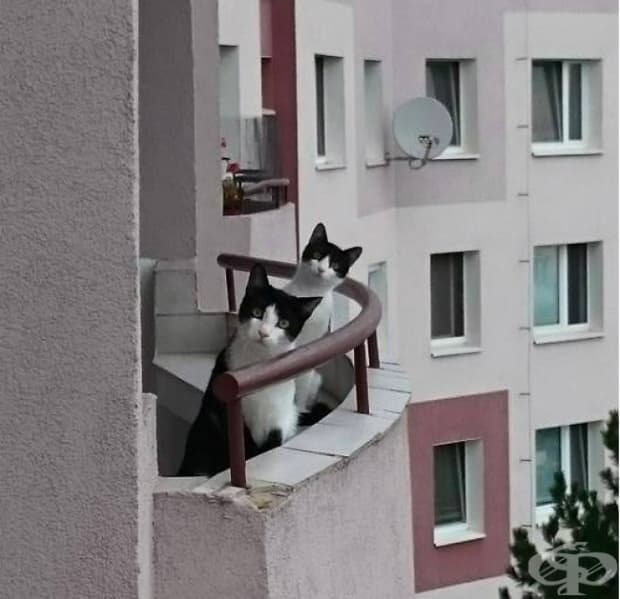 Току що се запознах с новите ми съседи.