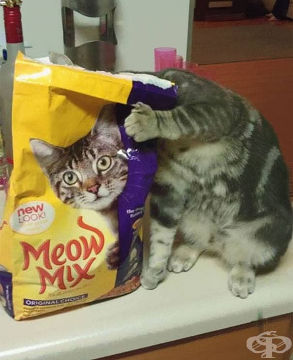 Да уловиш момента със своята котка