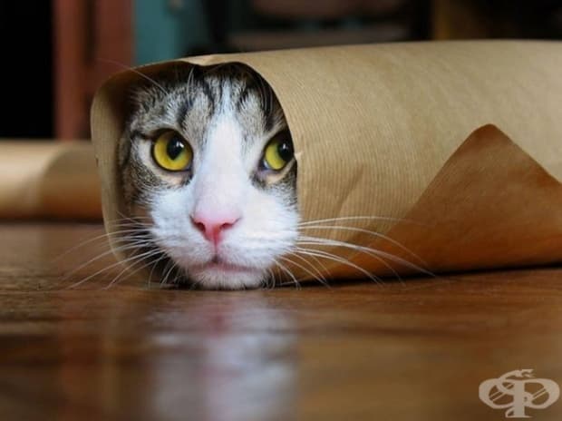 Да уловиш момента със своята котка