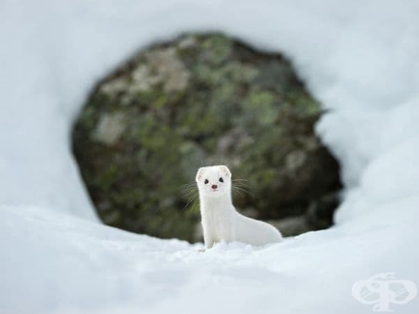 Зимен хермелин, Италия