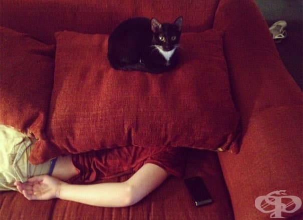 Как да познаете, че вашата котка тайно планира да ви убие