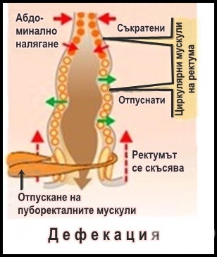 Дефекация это. Процесс дефекации схема. Мышцы участвующие в акте дефекации. Механизм дефекации физиология.