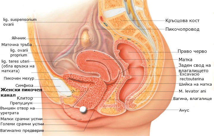 Порно минет ауыз