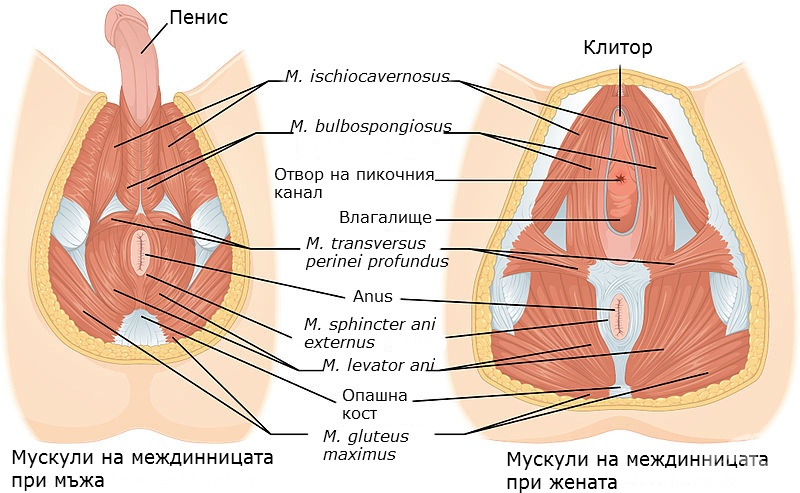 Варикоцеле у мальчиков