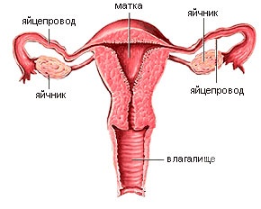 Выпадение матки и влагалища