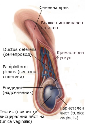 Выпила всю сперму