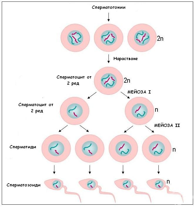 Порно массаж: Қыз қызды қолымен оргазмға әкеледі.