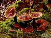 Лечебните ползи от гъбата Рейши (Ganoderma Lucidum)