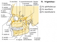   (nervus trigeminus)