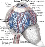 Хороидея