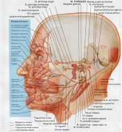   (nervus facialis)