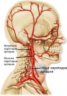 Обща сънна артерия