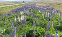 Лупина