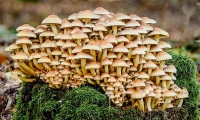 Кичуреста пънчушка, Летен меден агарик