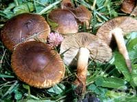 Кафява есенна гъба