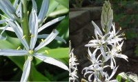 Камасия