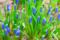 Кукувиче грозде, Мускари
