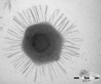 ��������� �������� - ��-����� �� ����� ��������