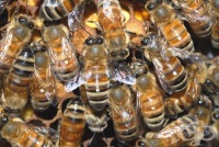 ����� ����� ������� ��������� ����� �� �����