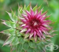 ����������� ����� ������� ������������