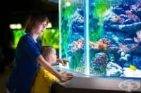 Аквариум с рибки действа успокоително на детето