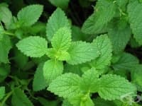 �������� �� ����� ��������� �������������� �� �����������