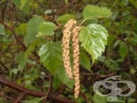 ������� ���� �� �������