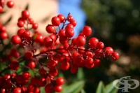 ��������� ��������� �������������� ��������� �� ���������