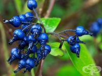 ������� �������� ��������, ����� ������ ����������