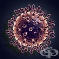 ���� ������������ �� ������ ���� �������� ������