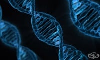 Гените, наследени от неандерталците, увеличават риска от зараза с COVID-19, но намаляват риска от ХИВ