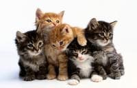 ��������� �� ������� ������� � �������� - ������� �� ��������