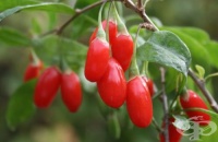 ������������ - ��-����� ������,  ��������� �������