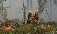 Замърсяването на въздуха, вследствие на горски пожари, увеличава риска от развитие на рак
