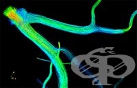 ������������ ������������� ������ �� �������� �� ���������� ��������