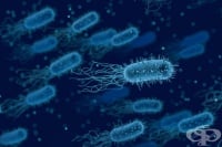 Учени установиха, че ACE инхибиторите намаляват имунния отговор при бактериални инфекции